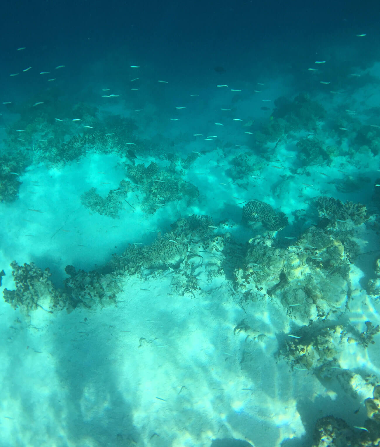 fondo-marino-peces-nadando-funcionamiento-ecosistemas-marinos-azti
